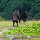Two adult male chimps on patrol at Loango National Park in Gabon.